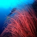 seawhip_sr_v_0705_png0216.jpg
